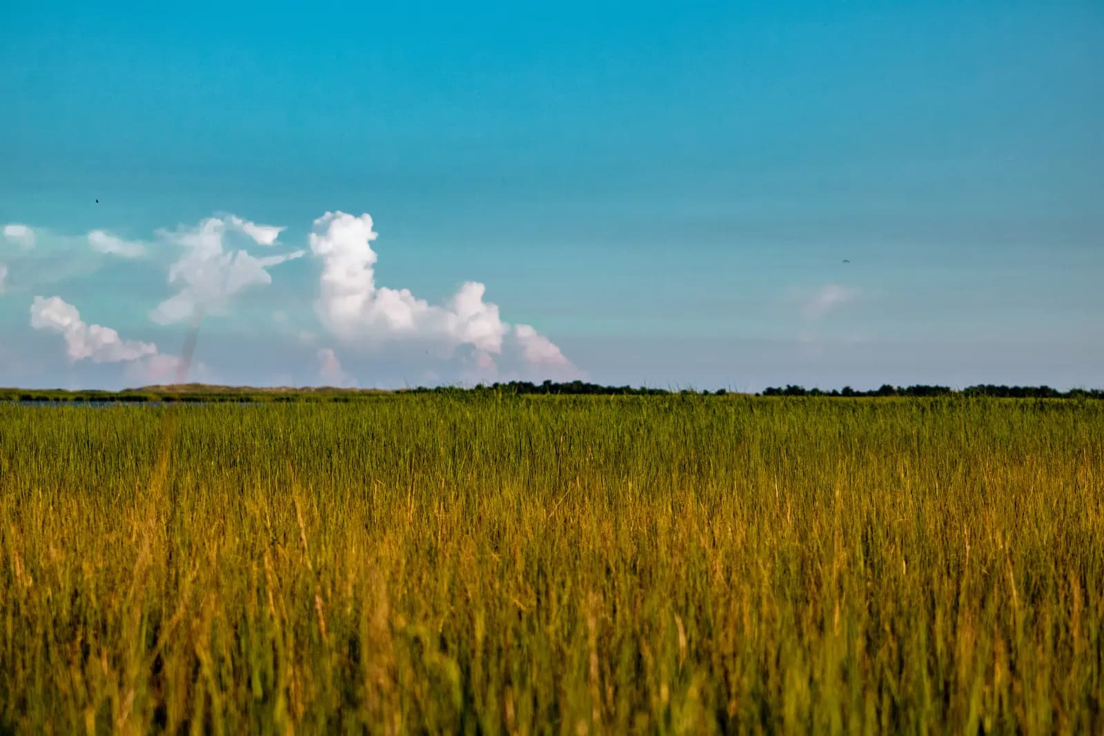 Salt marsh grass in late sun under a blue sky, with a line of trees and dunes on the horizon.